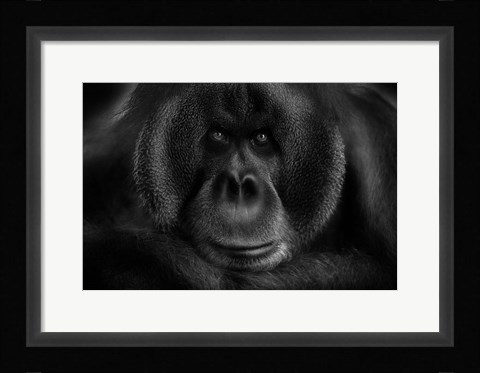 Framed Maurice Print