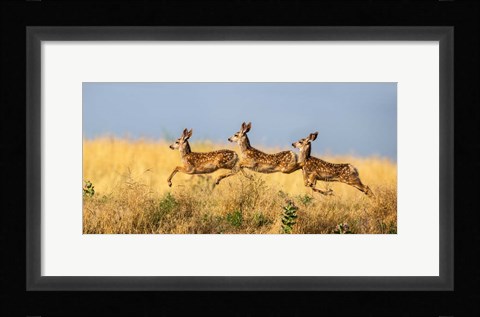 Framed Tripple Jump Print