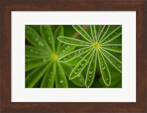 Framed Pearly Lupine Print
