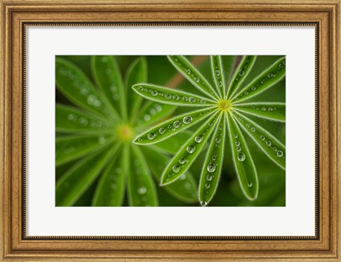 Framed Pearly Lupine Print
