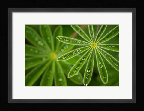 Framed Pearly Lupine Print
