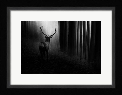 Framed Stag Print