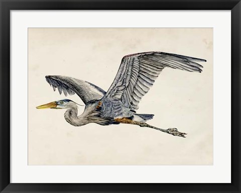 Framed Blue Heron Rendering III Print