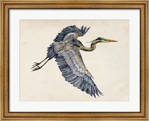 Framed Blue Heron Rendering IV Print