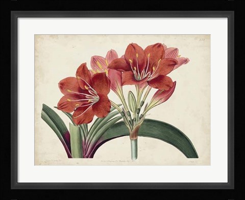 Framed Amaryllis Splendor II Print