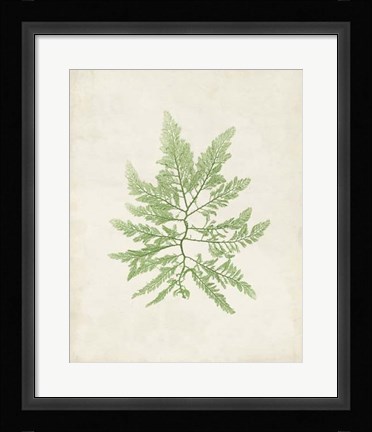 Framed Peridot Seaweed II Print