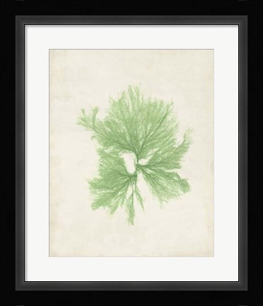 Framed Peridot Seaweed III Print