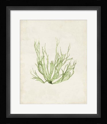 Framed Peridot Seaweed IV Print