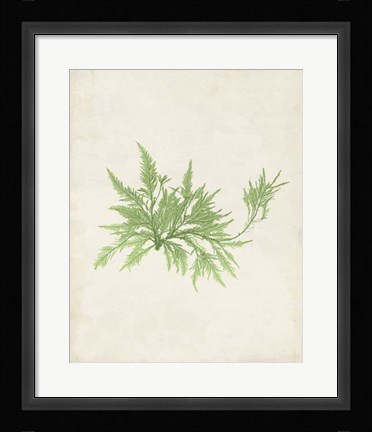 Framed Peridot Seaweed V Print