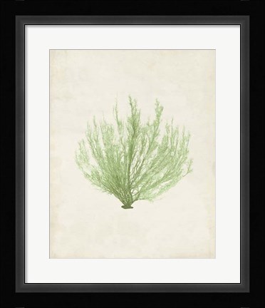 Framed Peridot Seaweed VI Print