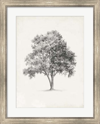 Framed Vintage Arbor Study I Print