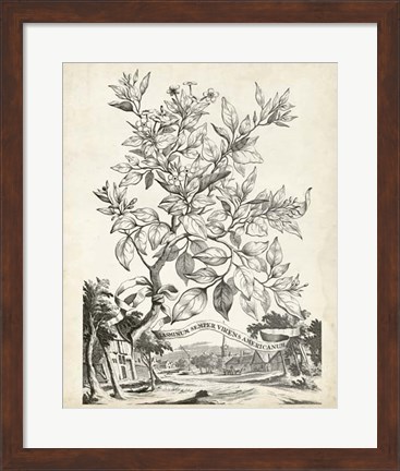 Framed Scenic Botanical II Print