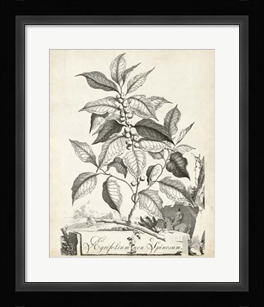 Framed Scenic Botanical III Print