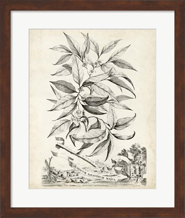 Framed Scenic Botanical IV Print