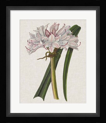 Framed Crinium Lily I Print