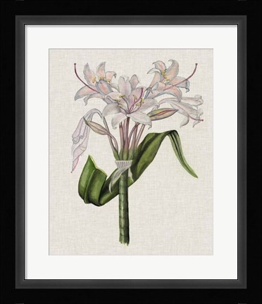 Framed Crinium Lily II Print