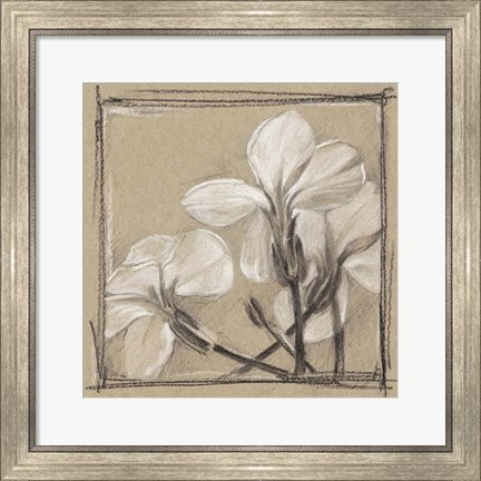 Framed White Floral Study IV Print