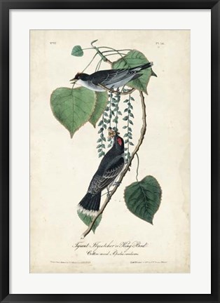 Framed Flycatcher &amp; King Bird Print
