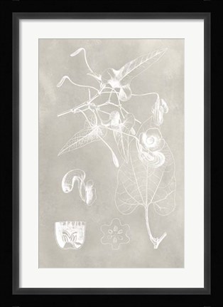 Framed Botanical Schematic I Print