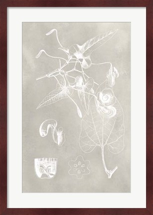 Framed Botanical Schematic I Print