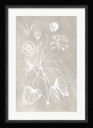 Framed Botanical Schematic II Print