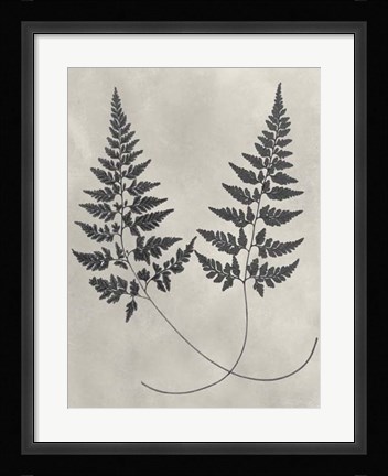 Framed Vintage Fern Study I Print