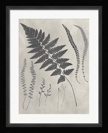 Framed Vintage Fern Study II Print