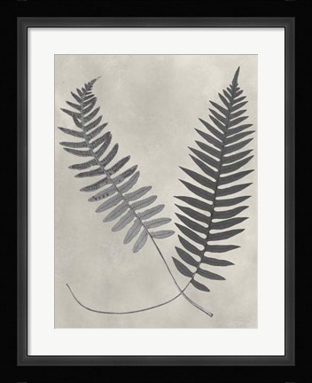 Framed Vintage Fern Study III Print