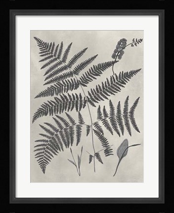 Framed Vintage Fern Study IV Print