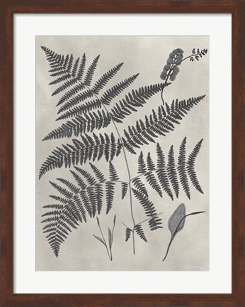 Framed Vintage Fern Study IV Print