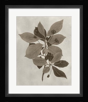Framed Arbor Specimen I Print