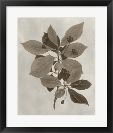 Framed Arbor Specimen I Print