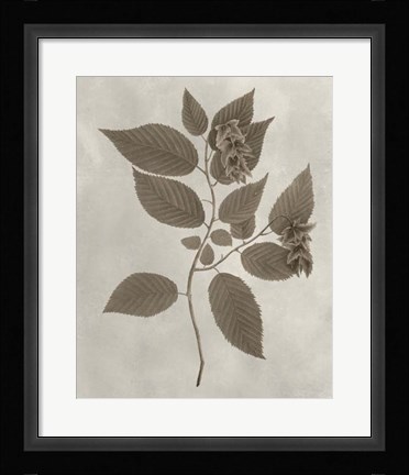Framed Arbor Specimen II Print