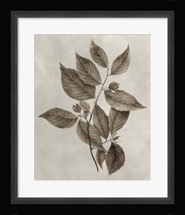 Framed Arbor Specimen III Print