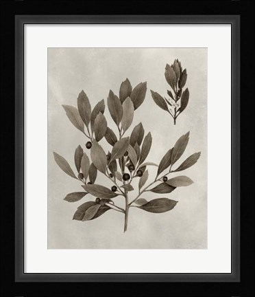 Framed Arbor Specimen IV Print