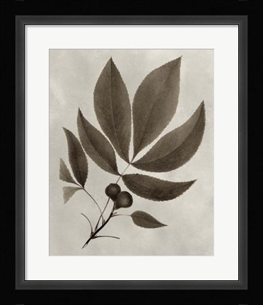 Framed Arbor Specimen V Print