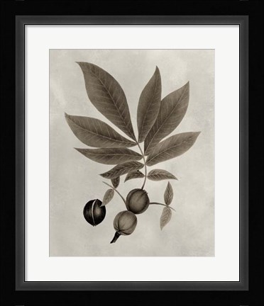 Framed Arbor Specimen VI Print