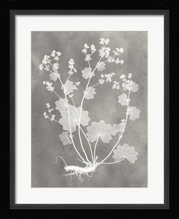 Framed Herbarium Study I Print
