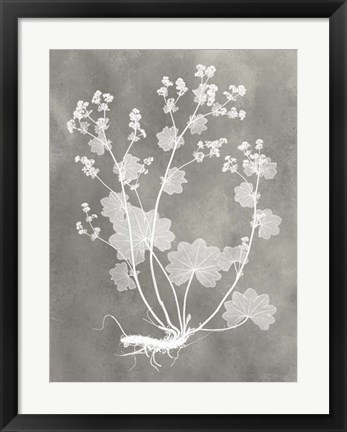 Framed Herbarium Study I Print