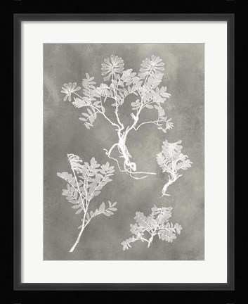 Framed Herbarium Study II Print