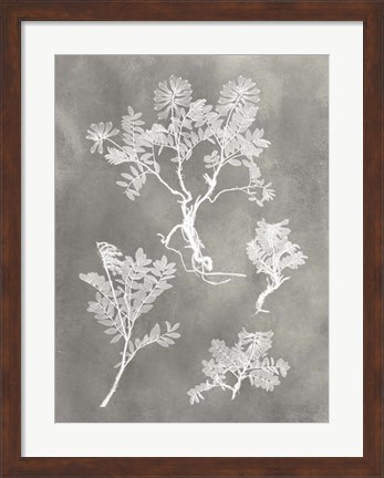 Framed Herbarium Study II Print