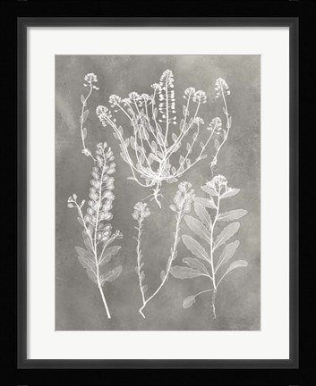 Framed Herbarium Study III Print