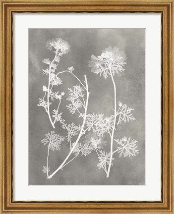 Framed Herbarium Study IV Print