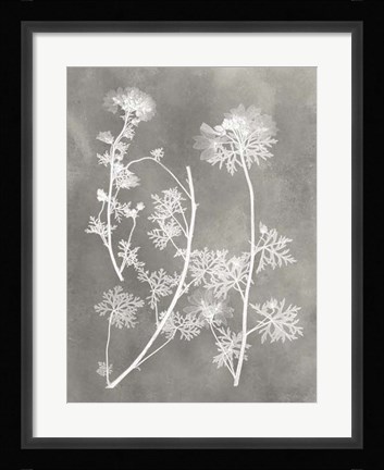 Framed Herbarium Study IV Print