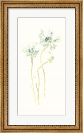 Framed Cornflower Study II Print