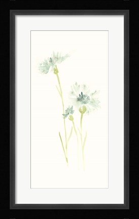 Framed Cornflower Study III Print