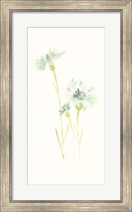 Framed Cornflower Study III Print