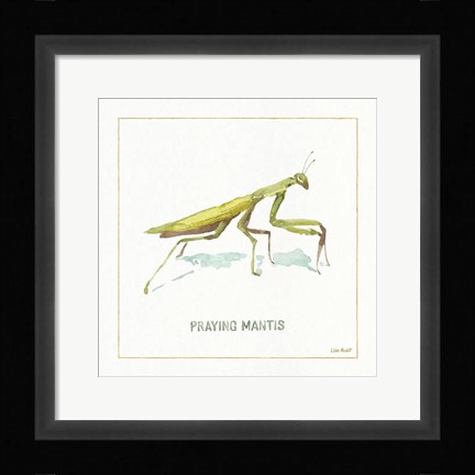 Framed My Greenhouse Praying  Mantis Print