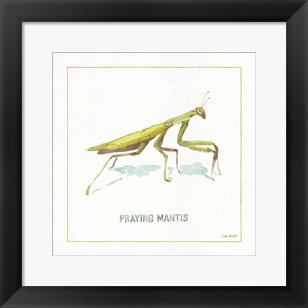 Framed My Greenhouse Praying  Mantis Print