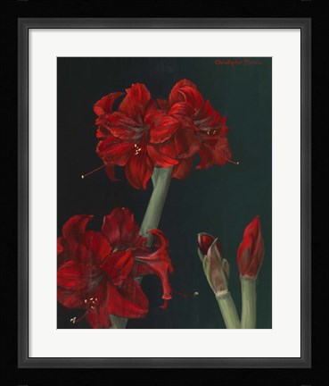 Framed Amaryllis Amigo Print